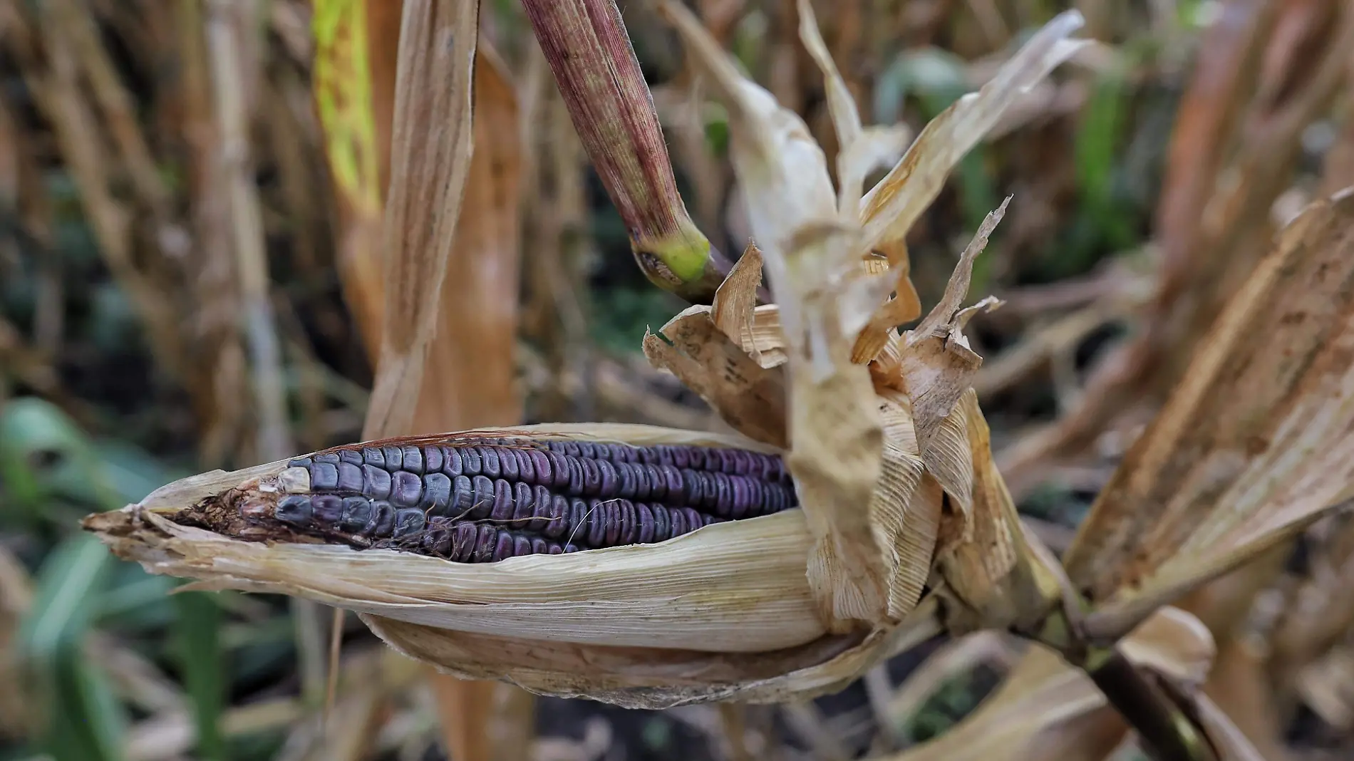 Elote maíz trabajadores,  campo Tarimbaro - FMM~28.jpeg